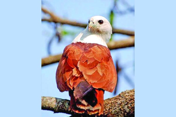 জীবনানন্দের ‘শঙ্খচিল’