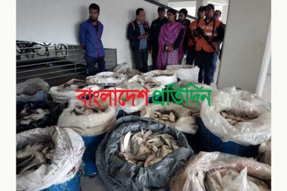 রায়পুরে ৫০ মণ জাটকা আটক