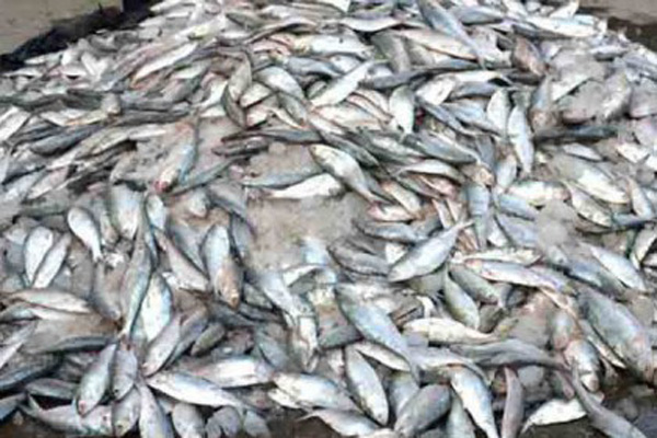 বরিশালে ৩০ মণ জাটকা জব্দ