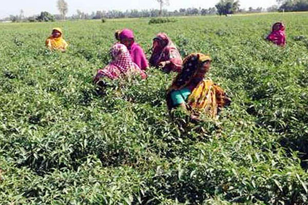 
বগুড়ায় মরিচের ফলন ও দামে খুশি কৃষকরা 
