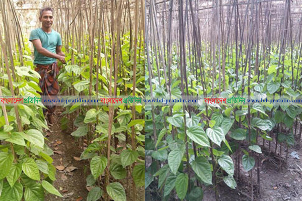 রায়পুরে পান চাষে উজ্জ্বল সম্ভাবনা, বছরে ৬০ কোটি টাকা লেনদেন