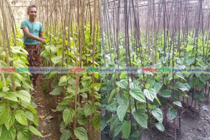রায়পুরে পান চাষে উজ্জ্বল সম্ভাবনা, বছরে ৬০ কোটি টাকা লেনদেন