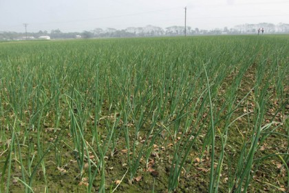 ফরিদপুরে বেড়েছে পিঁয়াজের আবাদ