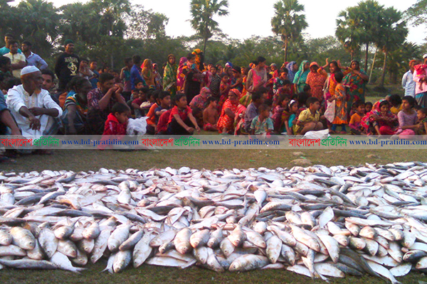 কলাপাড়ায় সাড়ে ছয় লাখ মিটার কারেন্ট জালসহ জাটকা উদ্ধার