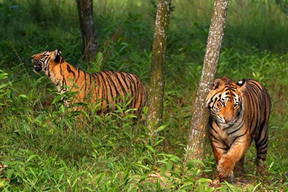 সুন্দরবনের বাঘ গণনায় ২৩৯ পয়েন্টে ক্যামেরা স্থাপন 

