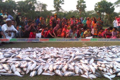 কলাপাড়ায় সাড়ে ছয় লাখ মিটার কারেন্ট জালসহ জাটকা উদ্ধার
