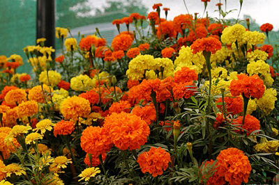 ফাগুনের আগুন ফুল বাজারে
