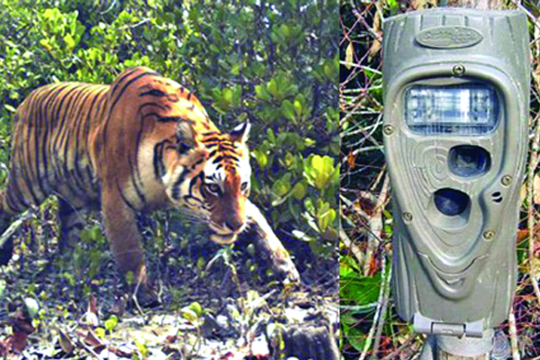 শুরু হচ্ছে বাঘ গণনা