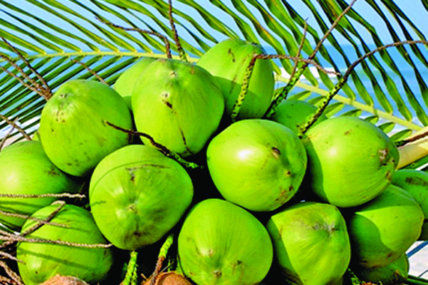 ডাবের পুষ্টিগুণ