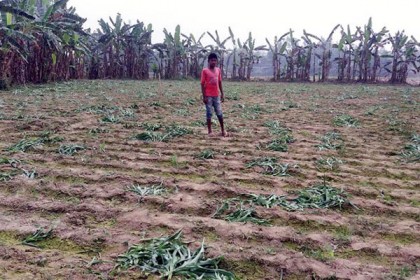 শেরপুরে প্রাণ গেল দুই বিঘা জমির ভুট্টাগাছের 

