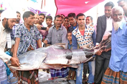 পোড়াদহ মেলায় ১০০ কেজি ওজনের বাঘাইড় মাছ

