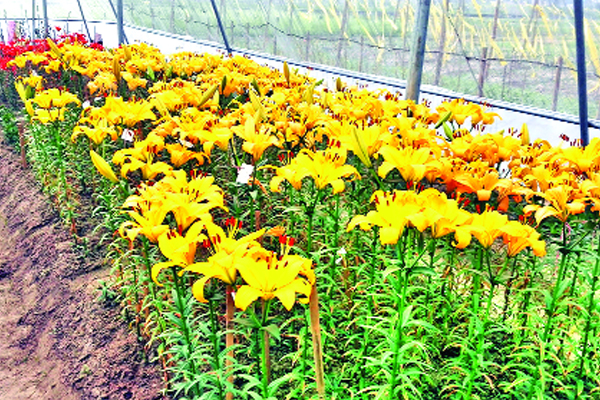 ঠাণ্ডা দেশের লিলিয়াম বাংলাদেশেই ফুটবে