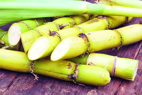 মিষ্টি আখে নোনতা স্বাদ!