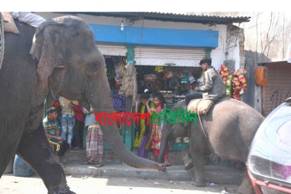 দিনাজপুরে হাতি দিয়ে চাঁদাবাজি, বিড়ম্বনায় মানুষ