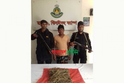 ঝিনাইদহে গাঁজাসহ মাদক ব্যবসায়ী গ্রেফতার