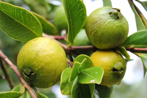 পুষ্টিগুণে ভরপুর পেয়ারা 