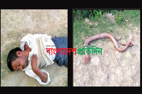 প্রতিশোধ নিতে সাপের মাথায় কৃষকের কামড়, অতঃপর...
