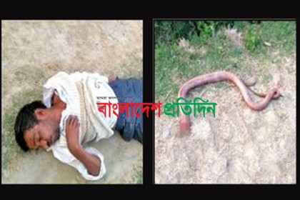প্রতিশোধ নিতে সাপের মাথায় কৃষকের কামড়, অতঃপর...
