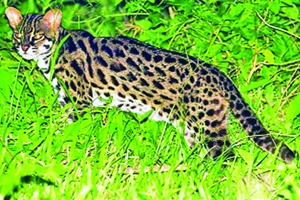 বিপন্ন ‘চিতা বিড়াল’