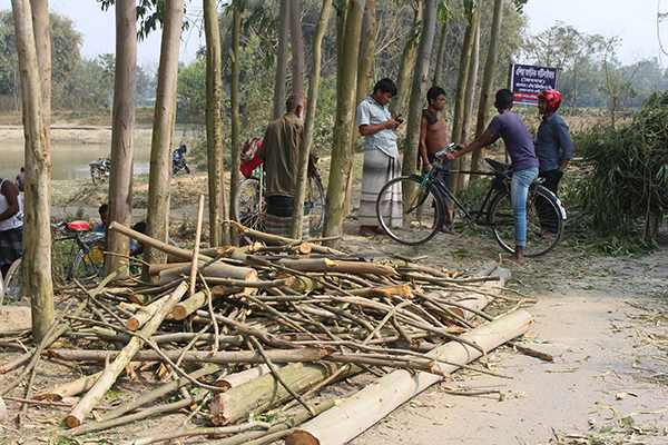 ঠাকুরগাঁওয়ে সরকারি গাছ কর্তনের অভিযোগ