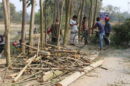 ঠাকুরগাঁওয়ে সরকারি গাছ কর্তনের অভিযোগ