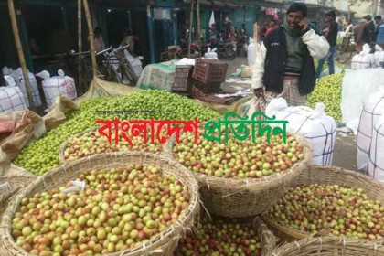 নাটোরে কেনা-বেচায় সরগরম কুল বরইয়ের আড়ত