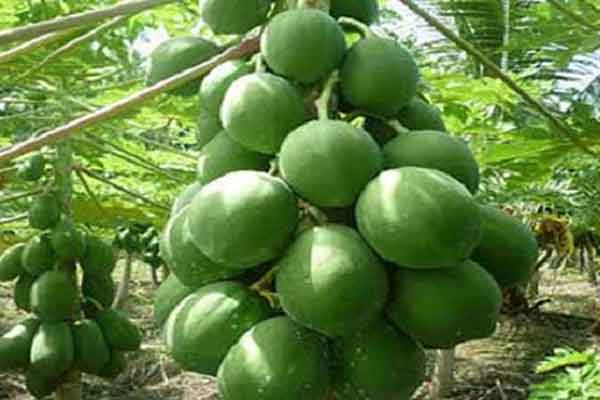 কাঁচা পেঁপের যত পুষ্টিগুণ