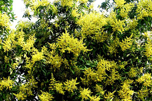 পাহাড় জুড়ে আমের সোনালি মুকুল 