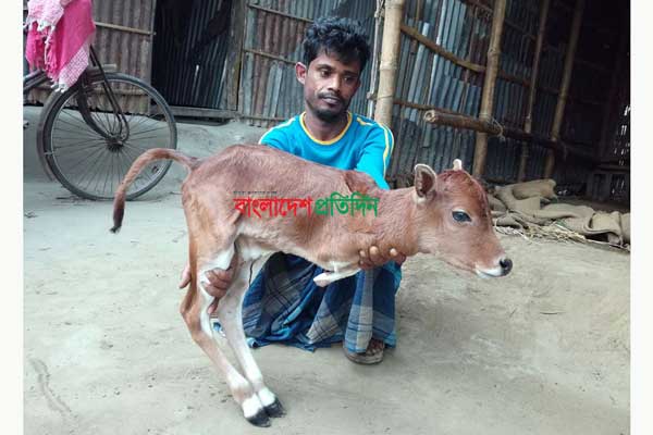 দিনাজপুরে দুই পাওয়ালা বাছুরের জন্ম
