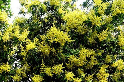 পাহাড় জুড়ে আমের সোনালি মুকুল 