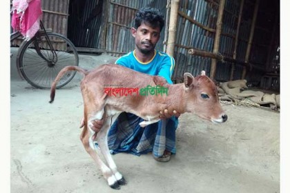 দিনাজপুরে দুই পাওয়ালা বাছুরের জন্ম