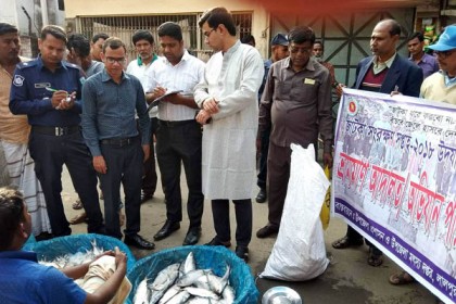 লালপুরে ১৬ কেজি জাটকা জব্দ, ব্যবসায়ীকে জরিমানা