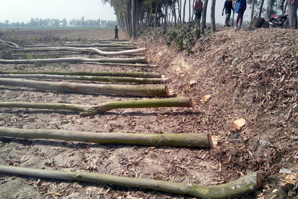 শিবগঞ্জে সরকারি রাস্তার ২৩টি গাছ কেটে বিক্রির সময় জব্দ