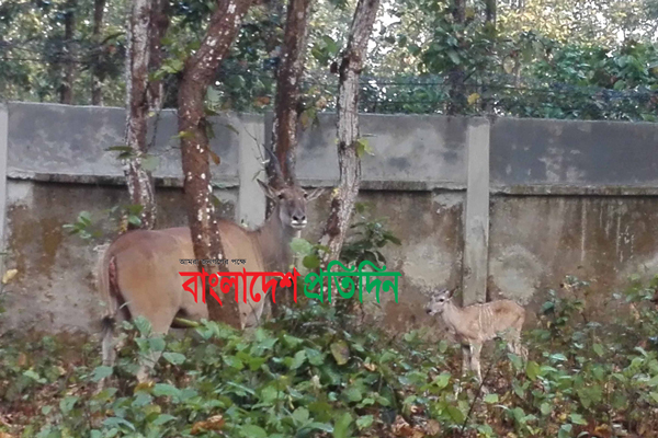'কমন ইল্যান্ড' পরিবারে নতুন অতিথি