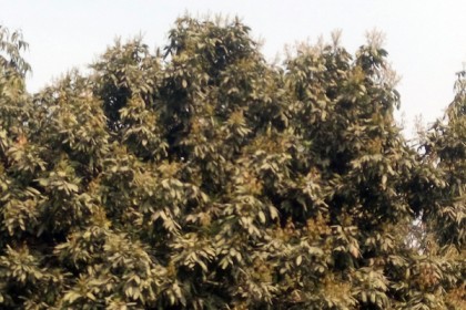 মুকুলের মৌ মৌ গন্ধে লিচু বাগানিরা খুশি 