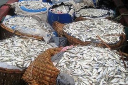 বরিশালে ৫০ মণ জাঁটকাসহ আটক ৫