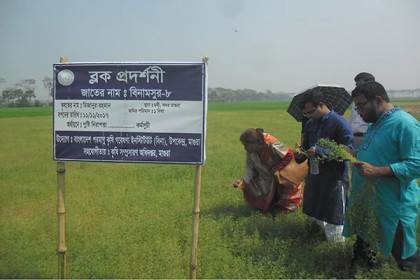 মাগুরায় উচ্চ ফলনশীল বিনা মসুর-৮ নিয়ে মাঠ দিবস