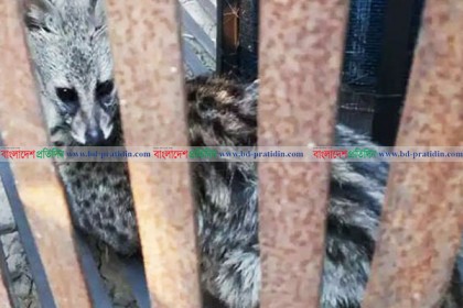 শেয়াল ধরার ফাঁদে দুর্লভ গন্ধগোকুল