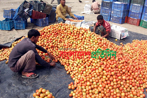 বগুড়ায় এক কেজি চালে এক মণ টমেটো!
