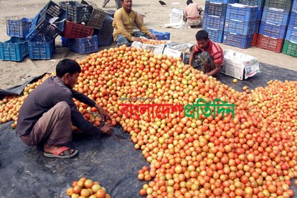 বগুড়ায় এক কেজি চালে এক মণ টমেটো!
