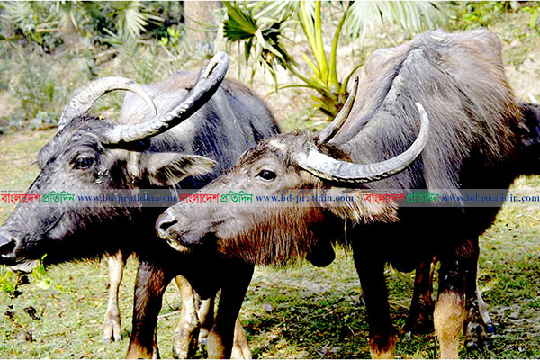 উপকূলে বিলুপ্তির পথে মহিষ