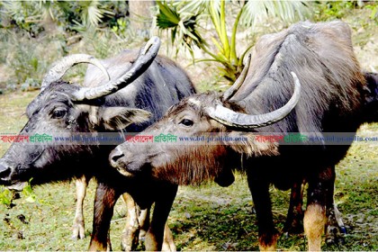 উপকূলে বিলুপ্তির পথে মহিষ