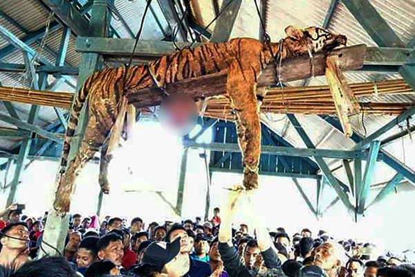 বাঘকে 'ভৌতিক' প্রাণী ভেবে হত্যা!