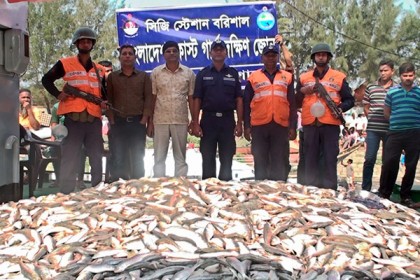 বরিশালে ট্রলার বোঝাই ১শ' মন জাটকা উদ্ধার
