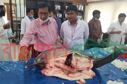 হালদা নদীতে ডলফিনের মৃত্যুর কারণ অনুসন্ধানে বিশেষজ্ঞ টিম 

