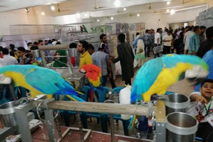 জাতীয় প্রেসক্লাবে বিদেশি পাখির মেলা