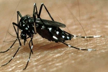মশা তাড়ানোর কৌশল জেনে নিন