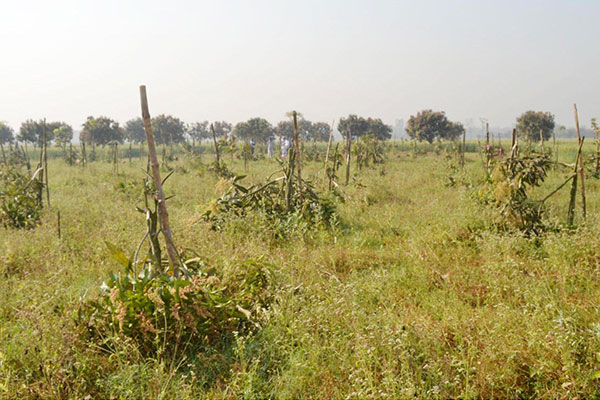 গাছের সাথে এ কেমন শত্রুতা! 