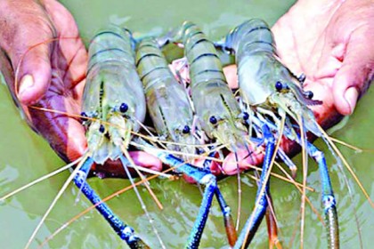 ৭ দফা সংকটে চিংড়ি শিল্প!