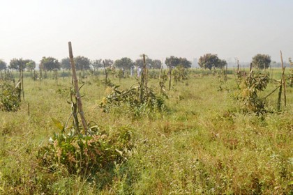 গাছের সাথে এ কেমন শত্রুতা! 